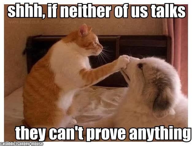 20 Over-the-top Cat memes That Deserve an Academy Award for Best Performance in a Melodrama 12 Neither of us talk