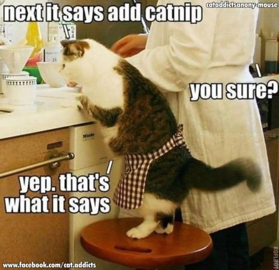 20 Over-the-top Cat memes That Deserve an Academy Award for Best Performance in a Melodrama 13 Next it says add caynip
