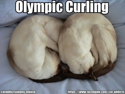 20 Over-the-top Cat memes That Deserve an Academy Award for Best Performance in a Melodrama 14 Olympic curling