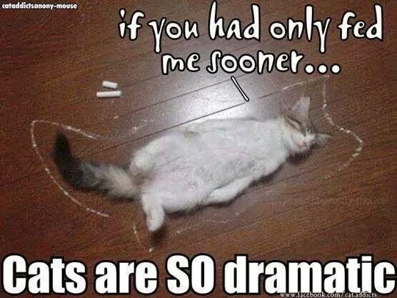 20 Over-the-top Cat memes That Deserve an Academy Award for Best Performance in a Melodrama 15 Only fed me sooner
