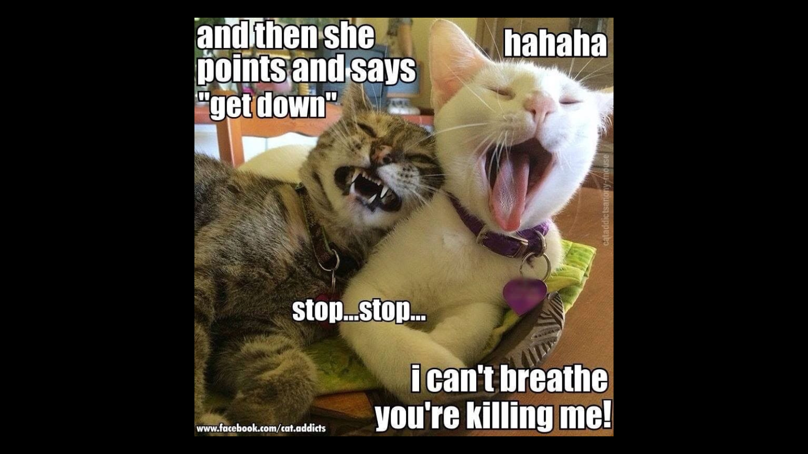 Over the top Cat memes That Deserve an Academy Award for Best Performance in a Melodrama FG