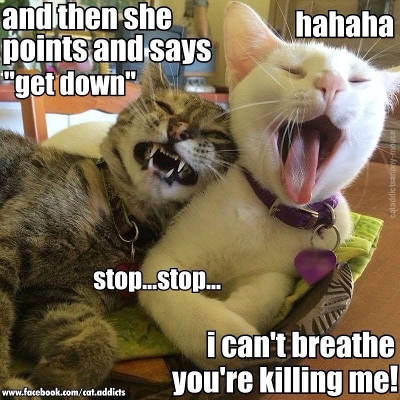20 Over-the-top Cat memes That Deserve an Academy Award for Best Performance in a Melodrama 16 Points and says get down