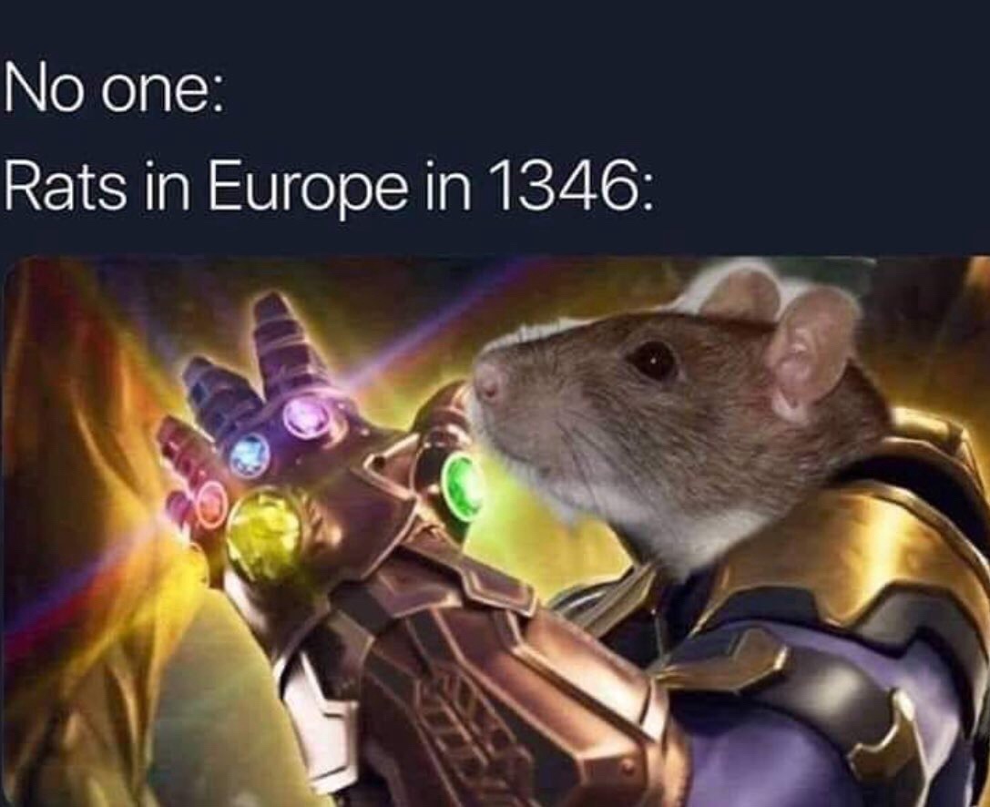20 Memes That Make Complete Sense If You Don't Think About Them At All 15 Rats in eurpoe