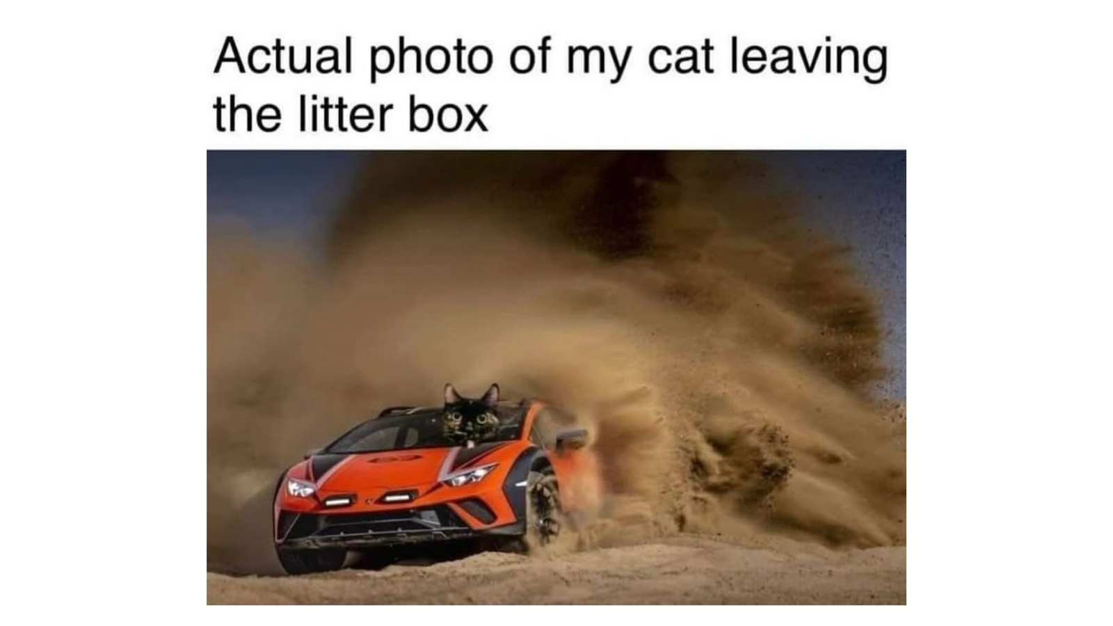 Ridiculous Cat Memes That Prove Cats Are Natures Most Unhinged Comedians FG