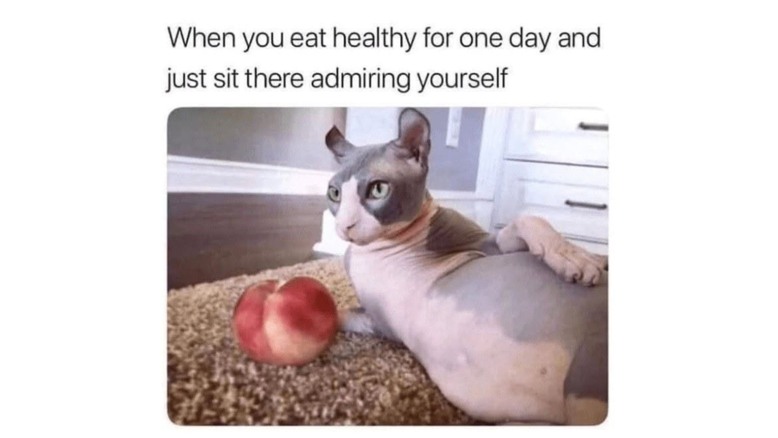 Ridiculously Funny Animal Memes That Prove Survival of the Fittest Was Mostly Improvised FG