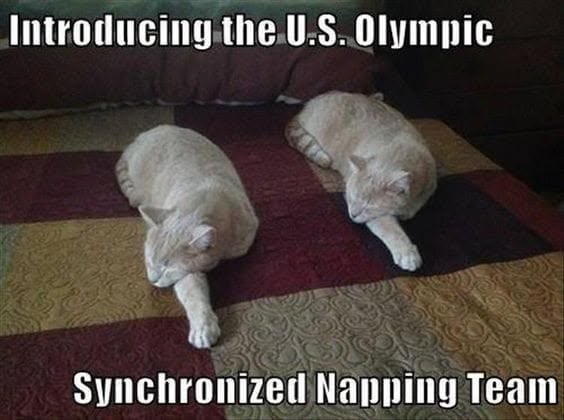 20 Over-the-top Cat memes That Deserve an Academy Award for Best Performance in a Melodrama 18 Sync napping team
