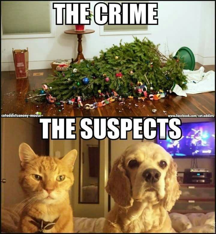 20 Over-the-top Cat memes That Deserve an Academy Award for Best Performance in a Melodrama 19 The crime vs e suspect