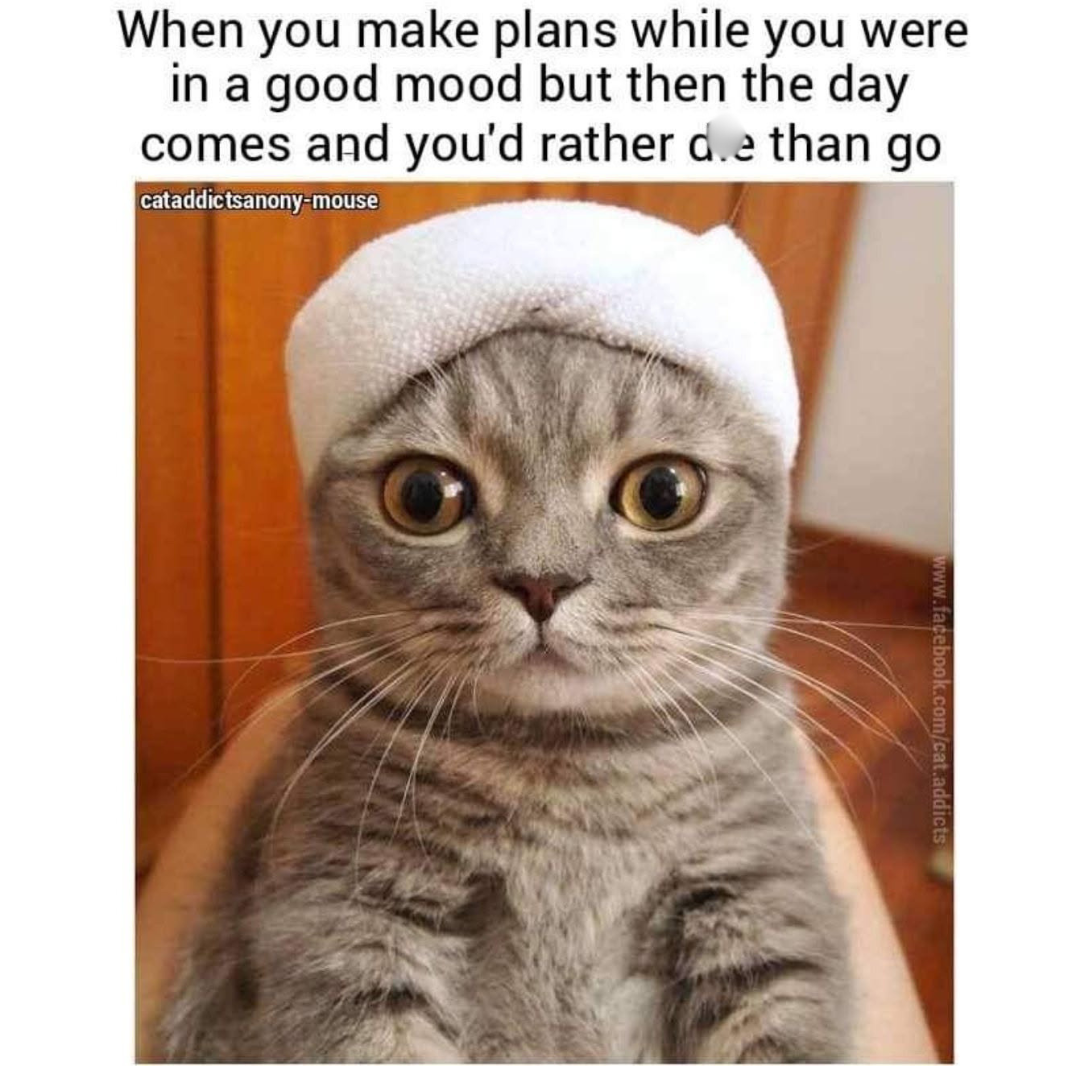 20 Over-the-top Cat memes That Deserve an Academy Award for Best Performance in a Melodrama 21 When you make plans