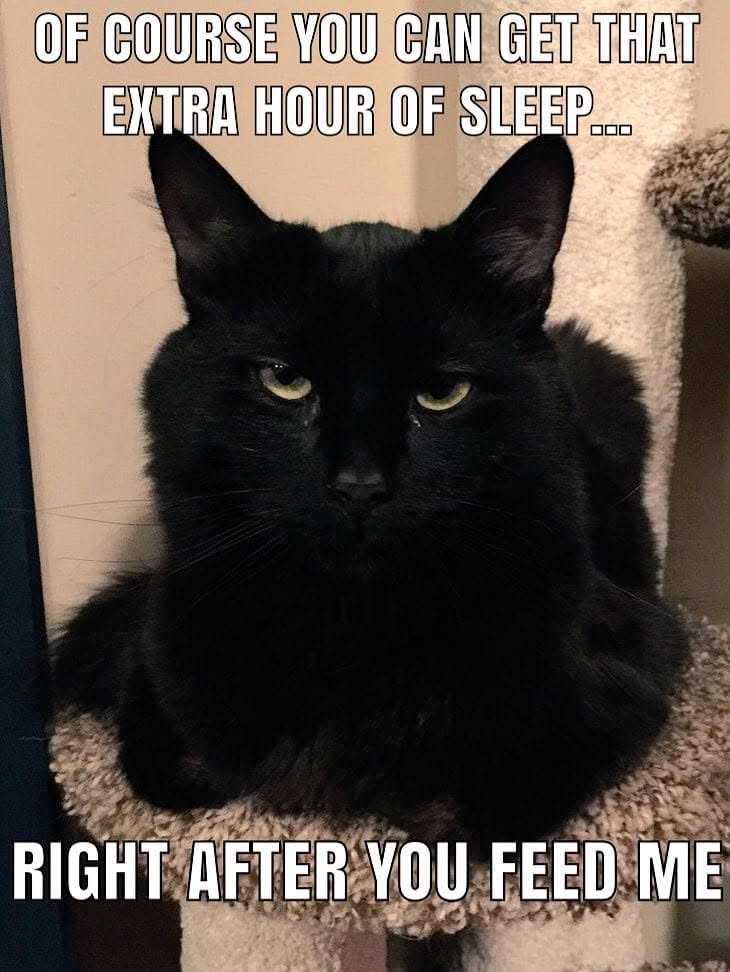 20 Over-the-top Cat memes That Deserve an Academy Award for Best Performance in a Melodrama 22 You can get extra amunt of speed