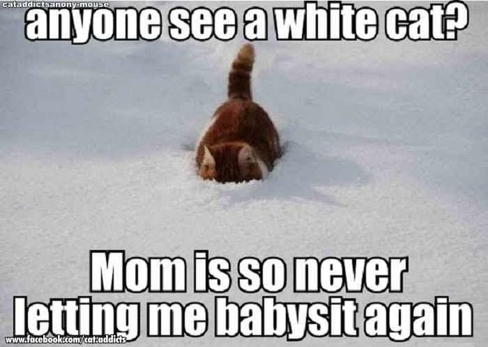 20 Over-the-top Cat memes That Deserve an Academy Award for Best Performance in a Melodrama 3 abyone see a white cat