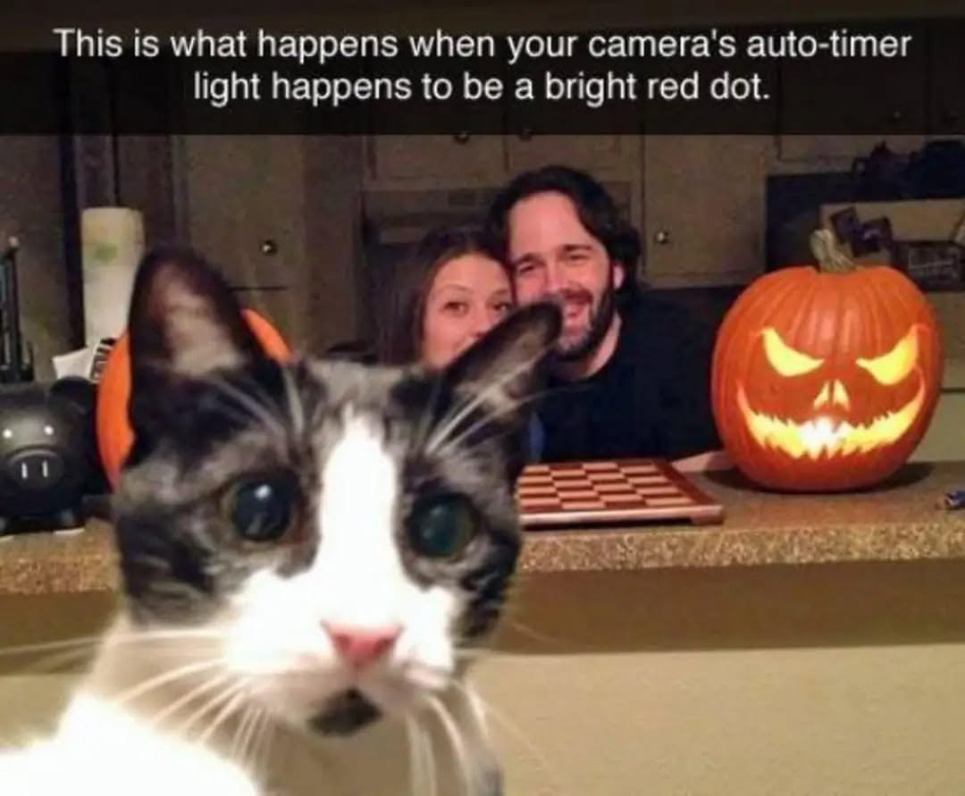 20 Over-the-top Cat memes That Deserve an Academy Award for Best Performance in a Melodrama 4 bright red dot