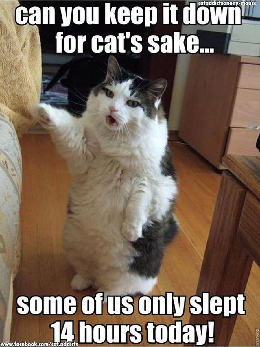 20 Over-the-top Cat memes That Deserve an Academy Award for Best Performance in a Melodrama 7 can you keep it down