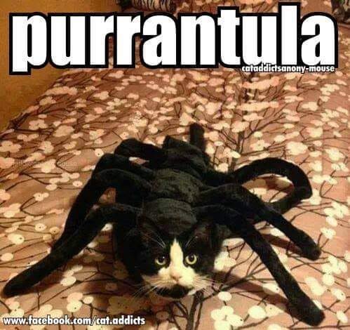 20 Over-the-top Cat memes That Deserve an Academy Award for Best Performance in a Melodrama 17 purrantula