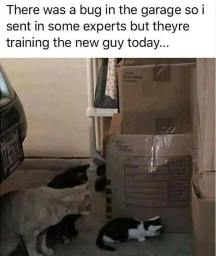 20 Over-the-top Cat memes That Deserve an Academy Award for Best Performance in a Melodrama 20 training the new guy