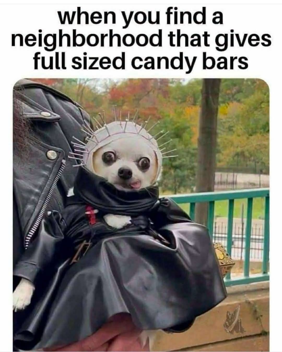 45 Hilarious Halloween Memes Possessed by Pure Nonsense 41 Full sized candy bars