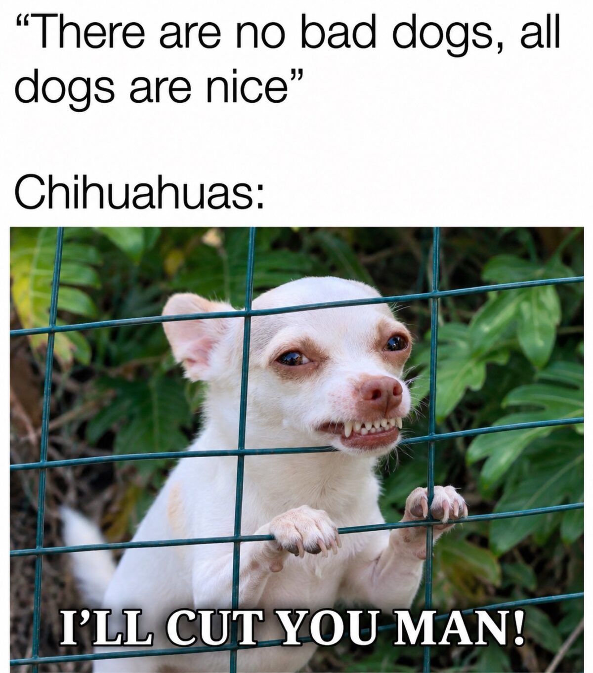 30 Chihuahua Memes That Will Make You Believe "Good Things Come In Small Packages" 32 There are no bad dogs