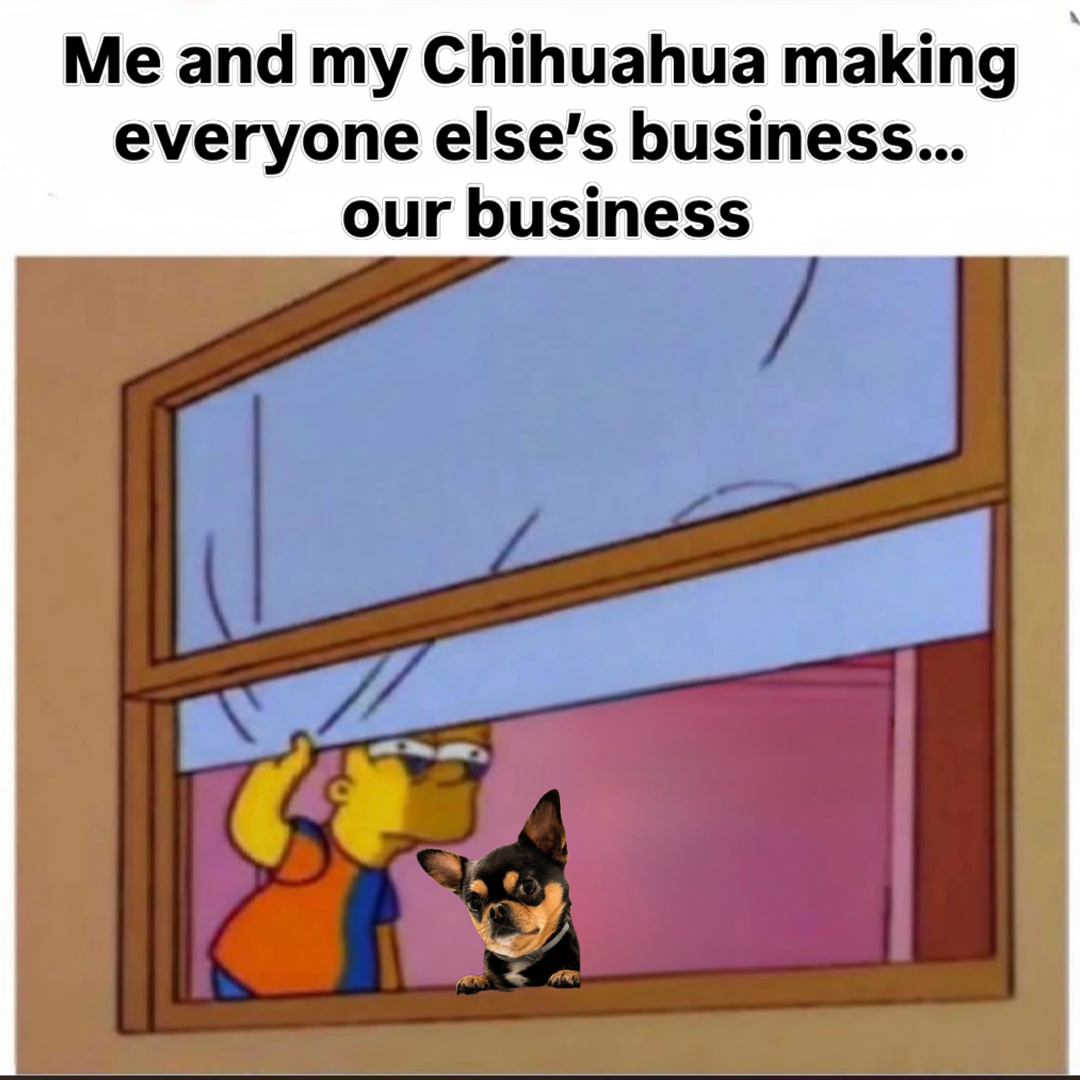 30 Chihuahua Memes That Will Make You Believe "Good Things Come In Small Packages" 31 everyones elses business