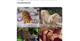 Trending Memes 4 Memes Your Brain Will Beg You Not to Look At - FG.jpeg
