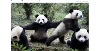 Random Animal Memes - FG.jpg