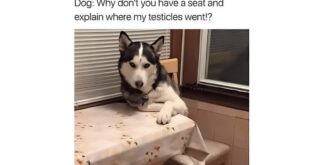 Trending Memes 5 Dog Memes So Funny Youโll Snort Like a Pug - FG.jpeg